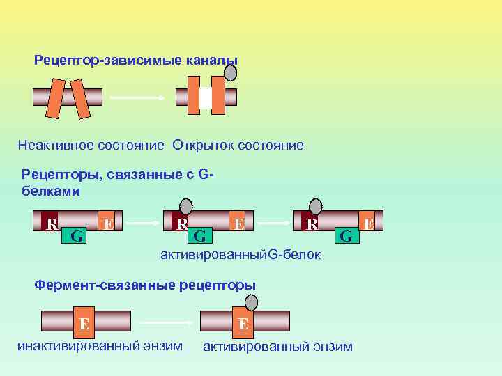 Рецептор-зависимые каналы Неактивное состояние Открыток состояние Рецепторы, связанные с Gбелками R G E R