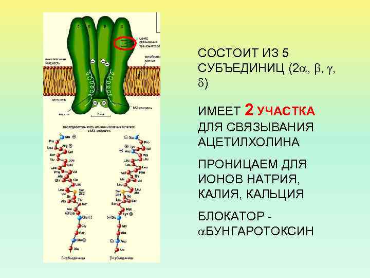 СОСТОИТ ИЗ 5 СУБЪЕДИНИЦ (2 , , , ) ИМЕЕТ 2 УЧАСТКА ДЛЯ СВЯЗЫВАНИЯ