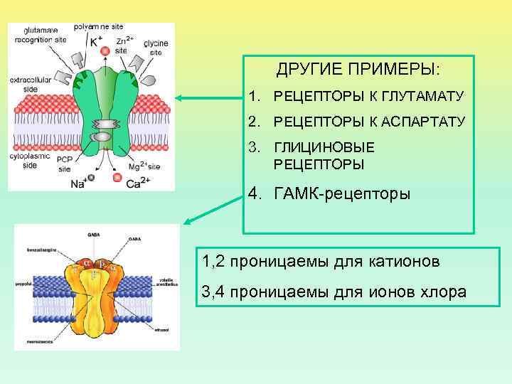 ДРУГИЕ ПРИМЕРЫ: 1. РЕЦЕПТОРЫ К ГЛУТАМАТУ 2. РЕЦЕПТОРЫ К АСПАРТАТУ 3. ГЛИЦИНОВЫЕ РЕЦЕПТОРЫ 4.