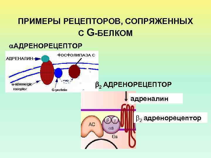 ПРИМЕРЫ РЕЦЕПТОРОВ, СОПРЯЖЕННЫХ С G-БЕЛКОМ АДРЕНОРЕЦЕПТОР 2 АДРЕНОРЕЦЕПТОР адреналин 2 адренорецептор 