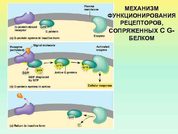 МЕХАНИЗМ ФУНКЦИОНИРОВАНИЯ РЕЦЕПТОРОВ, СОПРЯЖЕННЫХ С GБЕЛКОМ 