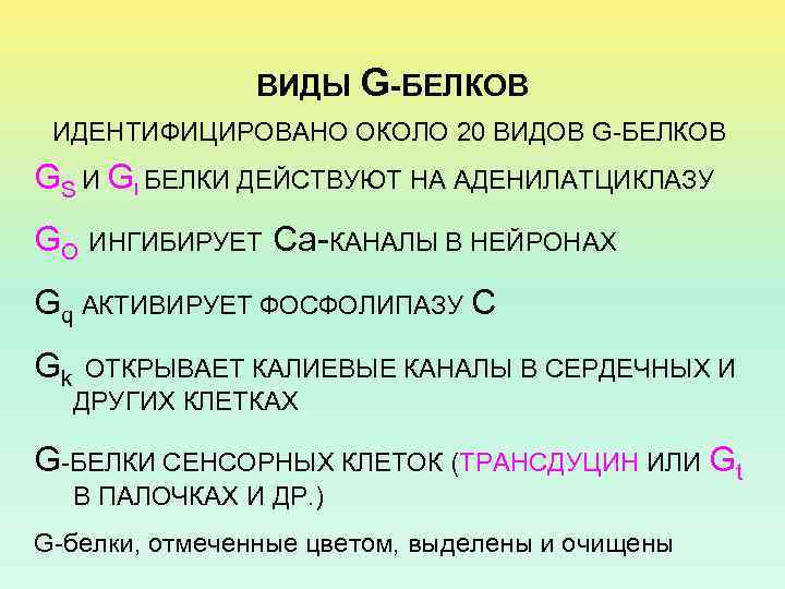 ВИДЫ G-БЕЛКОВ ИДЕНТИФИЦИРОВАНО ОКОЛО 20 ВИДОВ G-БЕЛКОВ GS И GI БЕЛКИ ДЕЙСТВУЮТ НА АДЕНИЛАТЦИКЛАЗУ