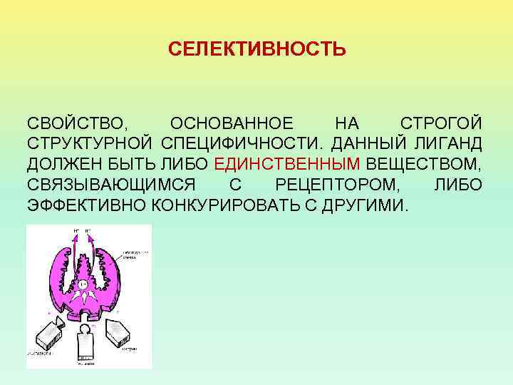 СЕЛЕКТИВНОСТЬ СВОЙСТВО, ОСНОВАННОЕ НА СТРОГОЙ СТРУКТУРНОЙ СПЕЦИФИЧНОСТИ. ДАННЫЙ ЛИГАНД ДОЛЖЕН БЫТЬ ЛИБО ЕДИНСТВЕННЫМ ВЕЩЕСТВОМ,