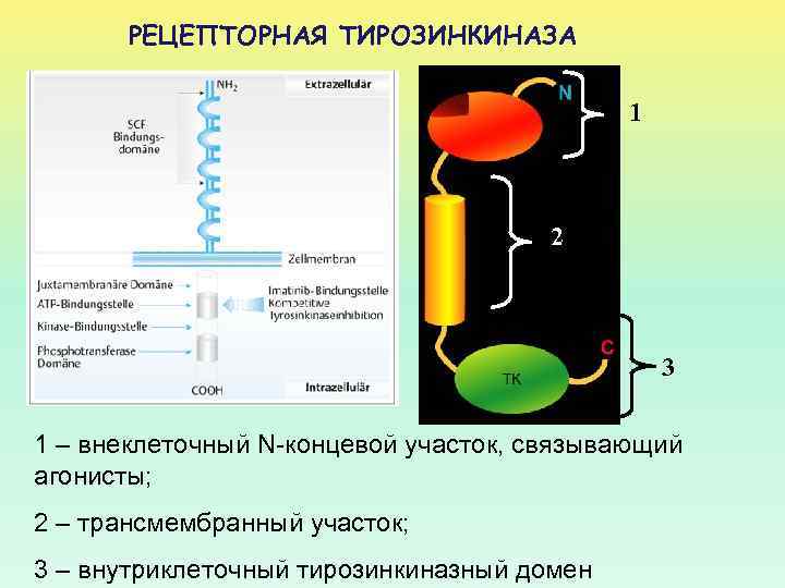 РЕЦЕПТОРНАЯ ТИРОЗИНКИНАЗА 1 2 3 1 – внеклеточный N-концевой участок, связывающий агонисты; 2 –