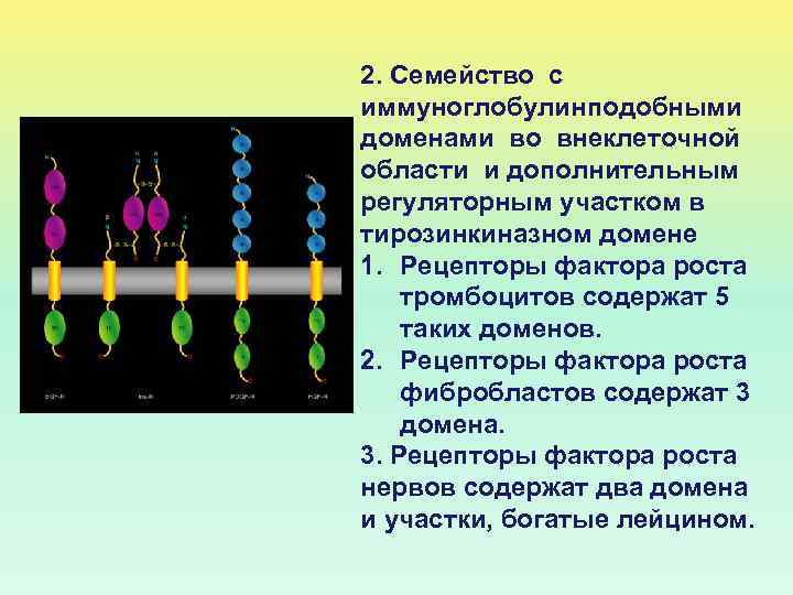 2. Семейство с иммуноглобулинподобными доменами во внеклеточной области и дополнительным регуляторным участком в тирозинкиназном