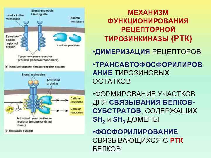 Действия рецепторов