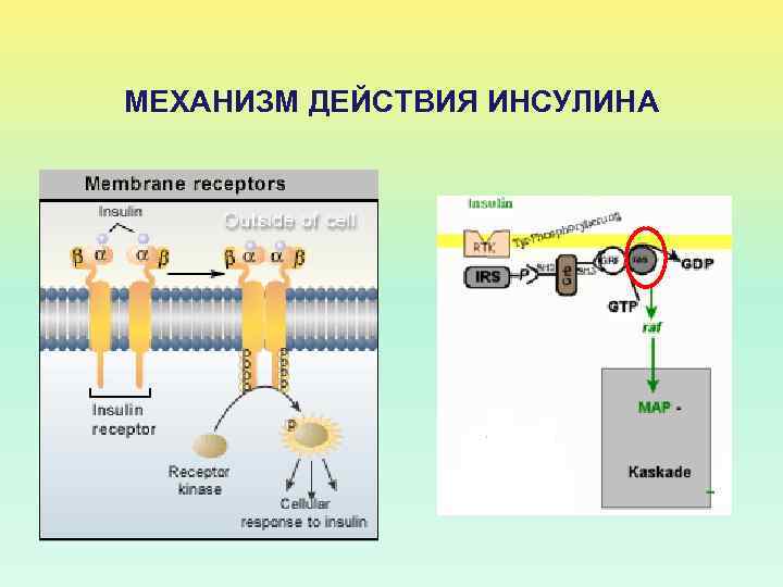 МЕХАНИЗМ ДЕЙСТВИЯ ИНСУЛИНА 