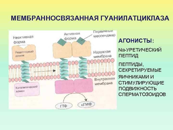 МЕМБРАННОСВЯЗАННАЯ ГУАНИЛАТЦИКЛАЗА АГОНИСТЫ: Na-УРЕТИЧЕСКИЙ ПЕПТИДЫ, СЕКРЕТИРУЕМЫЕ ЯИЧНИКАМИ И СТИМУЛИРУЮЩИЕ ПОДВИЖНОСТЬ СПЕРМАТОЗОИДОВ 