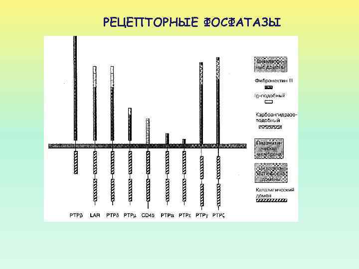 РЕЦЕПТОРНЫЕ ФОСФАТАЗЫ 