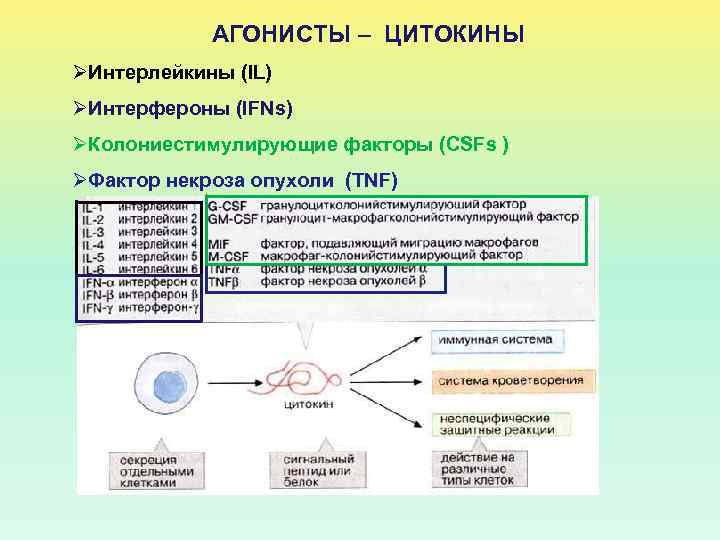 АГОНИСТЫ – ЦИТОКИНЫ ØИнтерлейкины (IL) ØИнтерфероны (IFNs) ØКолониестимулирующие факторы (CSFs ) ØФактор некроза опухоли