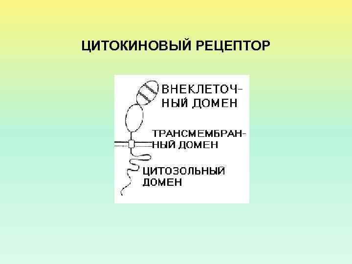 ЦИТОКИНОВЫЙ РЕЦЕПТОР 