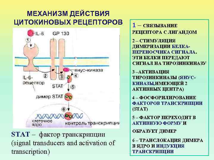 МЕХАНИЗМ ДЕЙСТВИЯ ЦИТОКИНОВЫХ РЕЦЕПТОРОВ 1 – СВЯЗЫВАНИЕ РЕЦЕПТОРА С ЛИГАНДОМ 2 – СТИМУЛЯЦИЯ ДИМЕРИЗАЦИИ