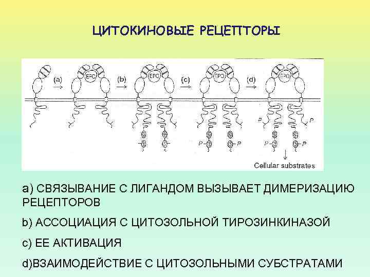 ЦИТОКИНОВЫЕ РЕЦЕПТОРЫ а) СВЯЗЫВАНИЕ С ЛИГАНДОМ ВЫЗЫВАЕТ ДИМЕРИЗАЦИЮ РЕЦЕПТОРОВ b) АССОЦИАЦИЯ С ЦИТОЗОЛЬНОЙ ТИРОЗИНКИНАЗОЙ