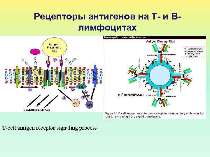 Действия рецепторов. Рецепторы к антигенам. Рецептор процесс. Рецептор это простыми словами. Антиген специфичные рецепторы.