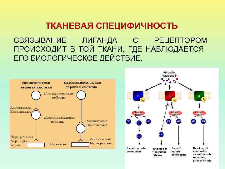 Действия рецепторов. Тканевая специфичность. Свойства рецепторов специфичность. Тканевая специфичность и биологическая значимость этих механизмов.. Специфичность и избирательность рецепторов.