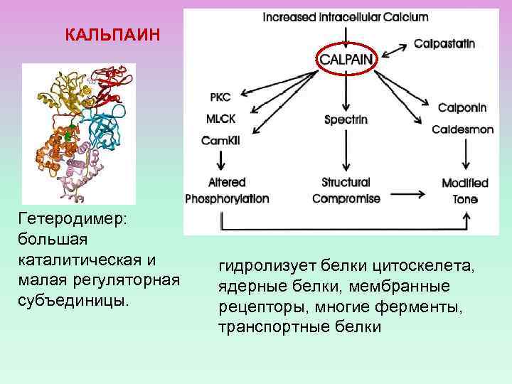 КАЛЬПАИН Гетеродимер: большая каталитическая и малая регуляторная субъединицы. гидролизует белки цитоскелета, ядерные белки, мембранные