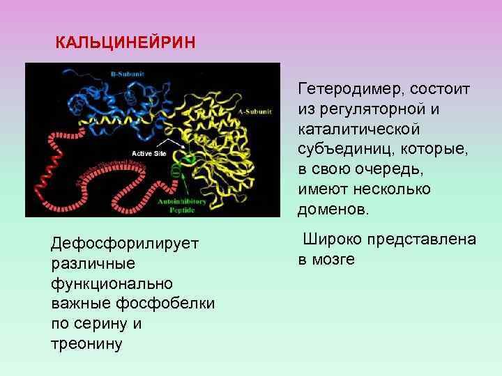 КАЛЬЦИНЕЙРИН Гетеродимер, состоит из регуляторной и каталитической субъединиц, которые, в свою очередь, имеют несколько