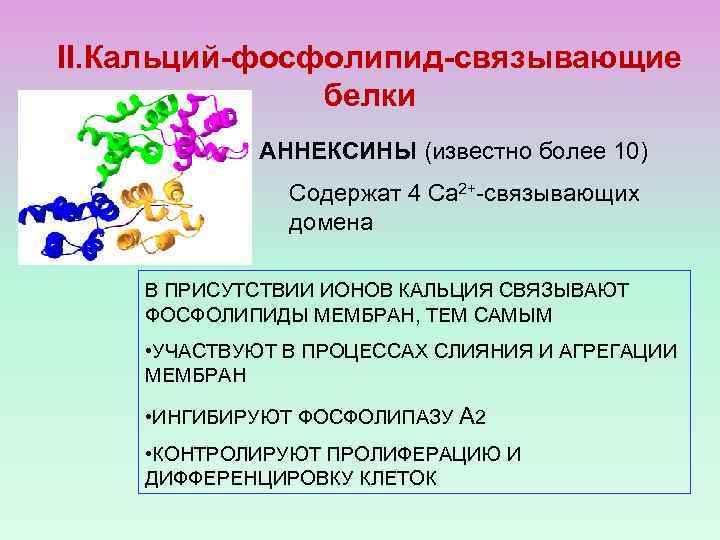 II. Кальций-фосфолипид-связывающие белки АННЕКСИНЫ (известно более 10) Содержат 4 Са 2+-связывающих домена В ПРИСУТСТВИИ