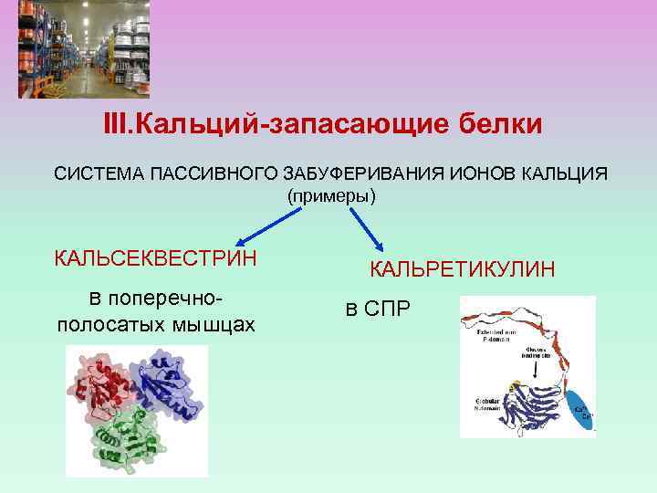 III. Кальций-запасающие белки СИСТЕМА ПАССИВНОГО ЗАБУФЕРИВАНИЯ ИОНОВ КАЛЬЦИЯ (примеры) КАЛЬСЕКВЕСТРИН поперечнополосатых мышцах В КАЛЬРЕТИКУЛИН