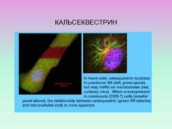 КАЛЬСЕКВЕСТРИН 