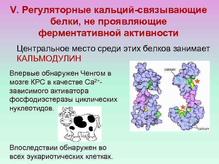 V. Регуляторные кальций-связывающие белки, не проявляющие ферментативной активности Центральное место среди этих белков занимает
