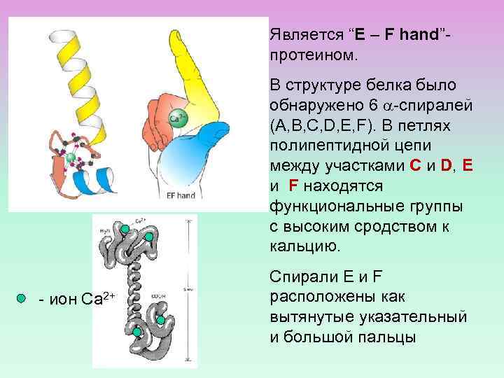 Является “E – F hand”протеином. В структуре белка было обнаружено 6 -спиралей (A, B,