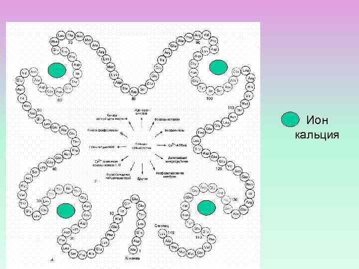 Ион кальция 