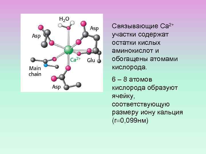 Связывающие Са 2+ участки содержат остатки кислых аминокислот и обогащены атомами кислорода. 6 –