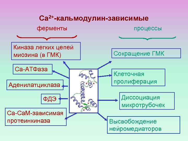 Са 2+-кальмодулин-зависимые ферменты Киназа легких цепей миозина (в ГМК) Са-АТФаза Аденилатциклаза ФДЭ Са-Са. М-зависимая