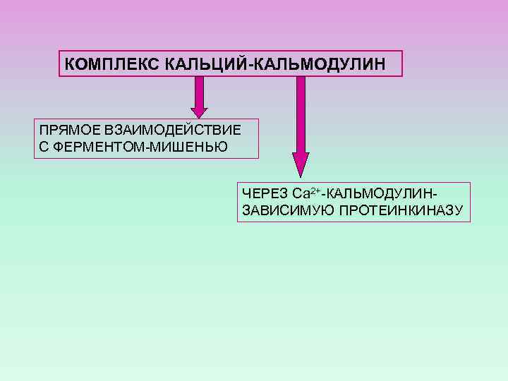 КОМПЛЕКС КАЛЬЦИЙ-КАЛЬМОДУЛИН ПРЯМОЕ ВЗАИМОДЕЙСТВИЕ С ФЕРМЕНТОМ-МИШЕНЬЮ ЧЕРЕЗ Са 2+-КАЛЬМОДУЛИНЗАВИСИМУЮ ПРОТЕИНКИНАЗУ 
