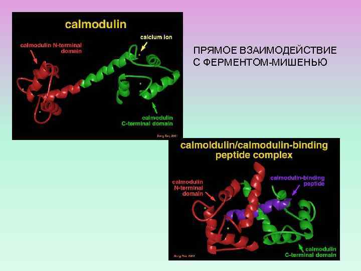 ПРЯМОЕ ВЗАИМОДЕЙСТВИЕ С ФЕРМЕНТОМ-МИШЕНЬЮ 
