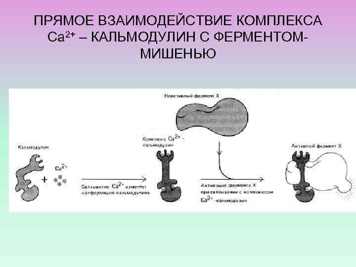 ПРЯМОЕ ВЗАИМОДЕЙСТВИЕ КОМПЛЕКСА Са 2+ – КАЛЬМОДУЛИН С ФЕРМЕНТОММИШЕНЬЮ 