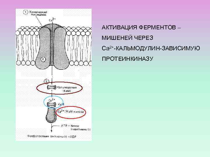 АКТИВАЦИЯ ФЕРМЕНТОВ – МИШЕНЕЙ ЧЕРЕЗ Са 2+-КАЛЬМОДУЛИН-ЗАВИСИМУЮ ПРОТЕИНКИНАЗУ 