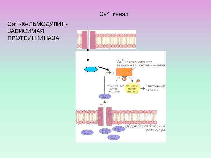 Са 2+ канал Са 2+-КАЛЬМОДУЛИНЗАВИСИМАЯ ПРОТЕИНКИНАЗА С а 