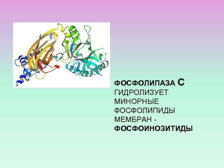 ФОСФОЛИПАЗА С ГИДРОЛИЗУЕТ МИНОРНЫЕ ФОСФОЛИПИДЫ МЕМБРАН ФОСФОИНОЗИТИДЫ 