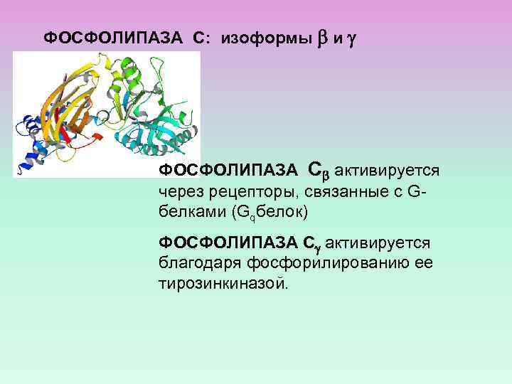ФОСФОЛИПАЗА С: изоформы и ФОСФОЛИПАЗА С активируется через рецепторы, связанные с Gбелками (Gqбелок) ФОСФОЛИПАЗА
