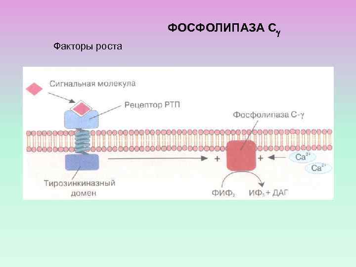 ФОСФОЛИПАЗА С Факторы роста 