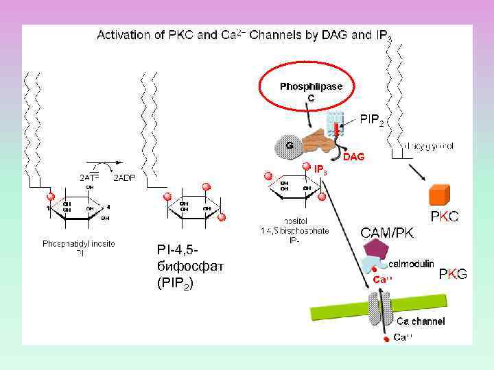 PI-4, 5 бифосфат (PIP 2) 
