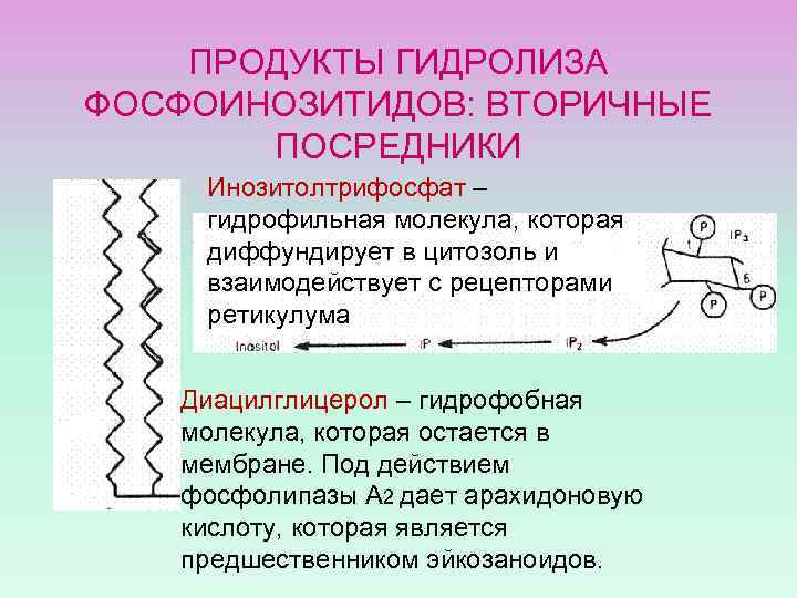 ПРОДУКТЫ ГИДРОЛИЗА ФОСФОИНОЗИТИДОВ: ВТОРИЧНЫЕ ПОСРЕДНИКИ Инозитолтрифосфат – гидрофильная молекула, которая диффундирует в цитозоль и