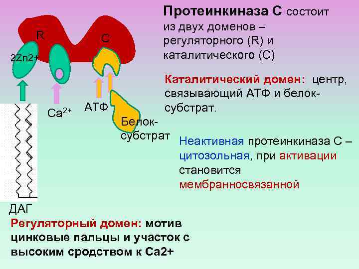 Протеинкиназа С состоит R С 2 Zn 2+ Са 2+ АТФ из двух доменов