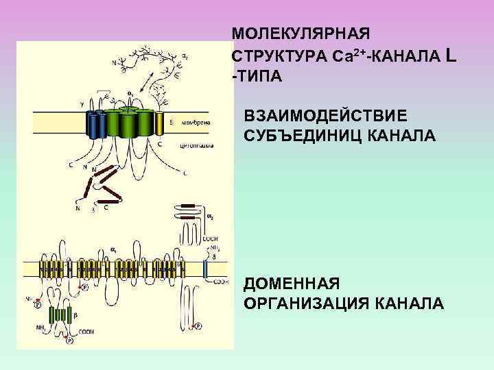 МОЛЕКУЛЯРНАЯ СТРУКТУРА Са 2+-КАНАЛА L -ТИПА ВЗАИМОДЕЙСТВИЕ СУБЪЕДИНИЦ КАНАЛА ДОМЕННАЯ ОРГАНИЗАЦИЯ КАНАЛА 