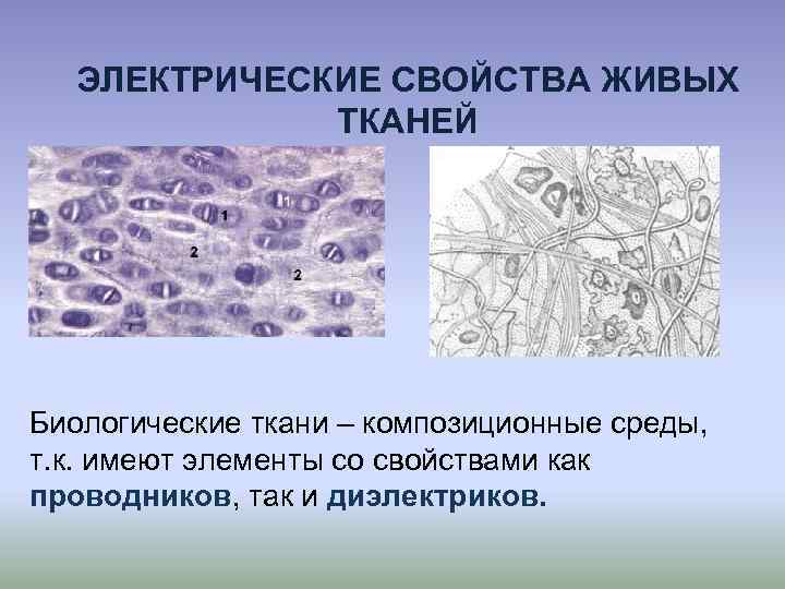 ЭЛЕКТРИЧЕСКИЕ СВОЙСТВА ЖИВЫХ ТКАНЕЙ Биологические ткани – композиционные среды, т. к. имеют элементы со