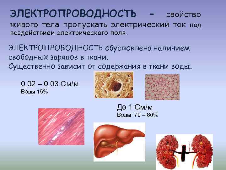 ЭЛЕКТРОПРОВОДНОСТЬ - свойство живого тела пропускать электрический ток под воздействием электрического поля. ЭЛЕКТРОПРОВОДНОСТЬ обусловлена