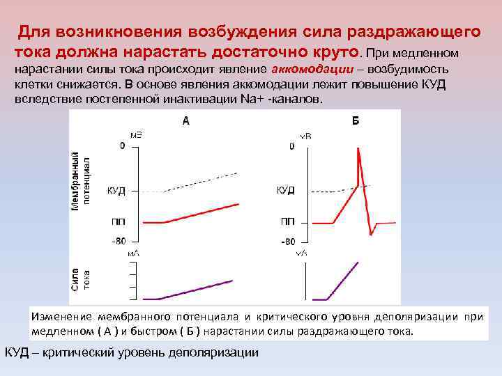 Для возникновения возбуждения сила раздражающего тока должна нарастать достаточно круто. При медленном нарастании силы