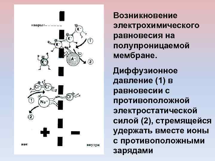 Возникновение электрохимического равновесия на полупроницаемой мембране. Диффузионное давление (1) в равновесии с противоположной электростатической