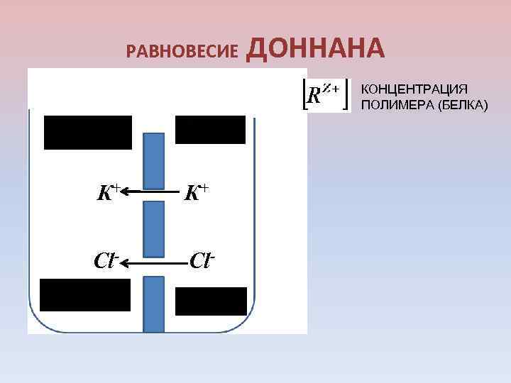 РАВНОВЕСИЕ ДОННАНА КОНЦЕНТРАЦИЯ ПОЛИМЕРА (БЕЛКА) К+ К+ Cl- 