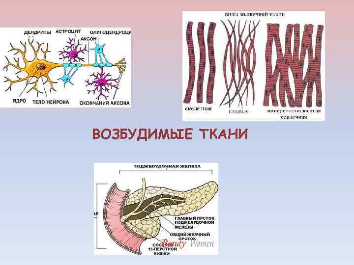 ВОЗБУДИМЫЕ ТКАНИ 