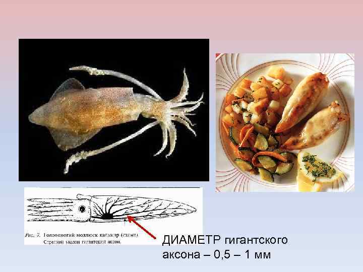 ДИАМЕТР гигантского аксона – 0, 5 – 1 мм 