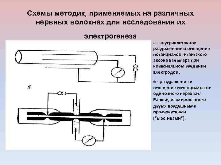 Схемы методик, применяемых на различных нервных волокнах для исследования их электрогенеза a - внутриклеточное