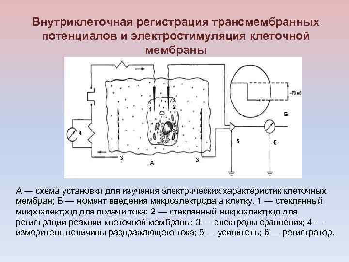 Внутриклеточная регистрация трансмембранных потенциалов и электростимуляция клеточной мембраны А — схема установки для изучения